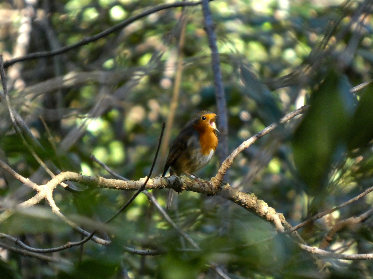 European Robin - ML645553027