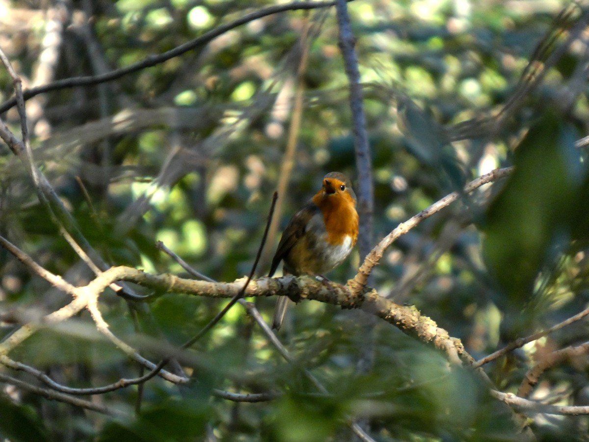 European Robin - ML645553029