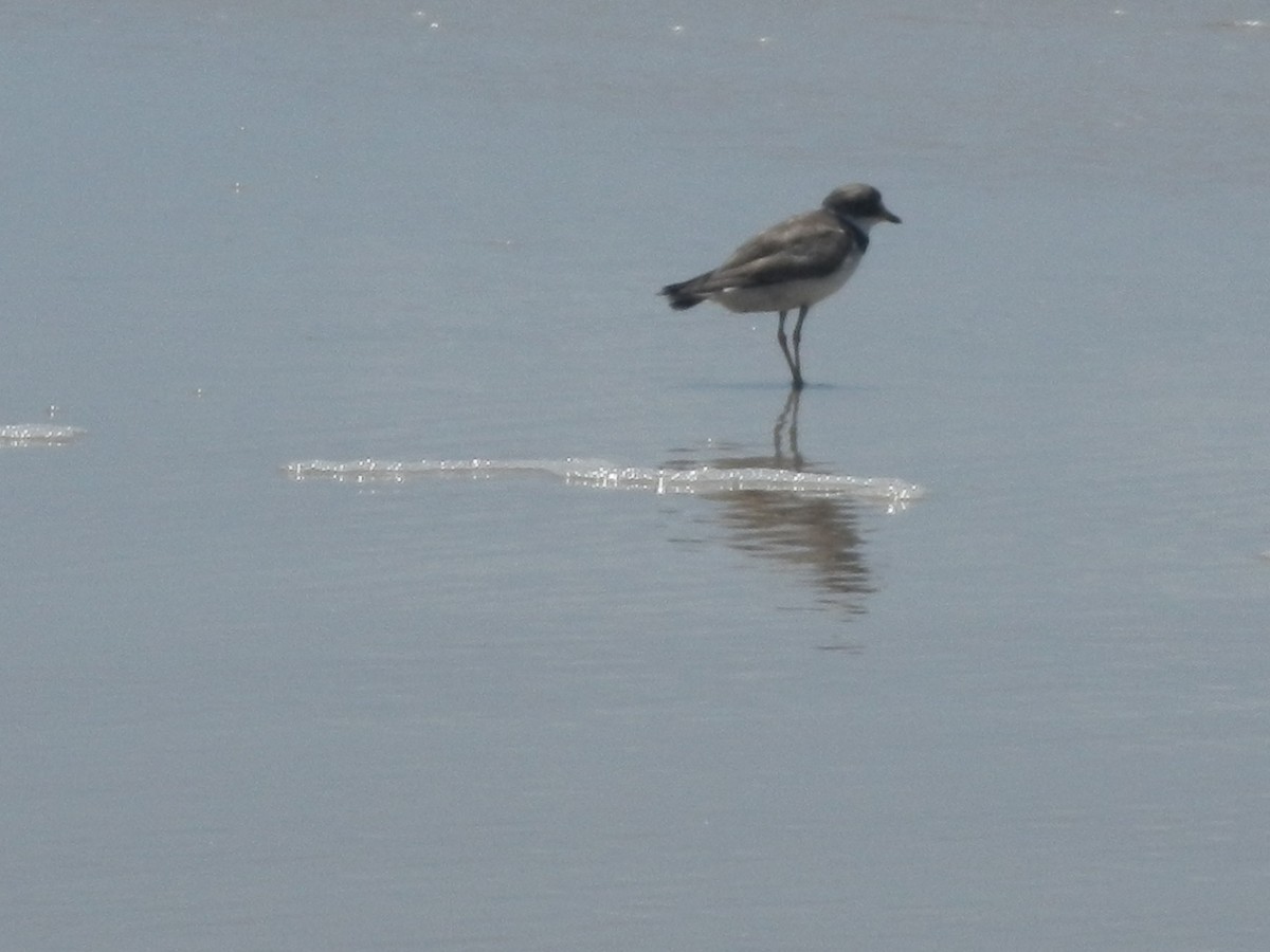 Semipalmated Plover - ML645553035