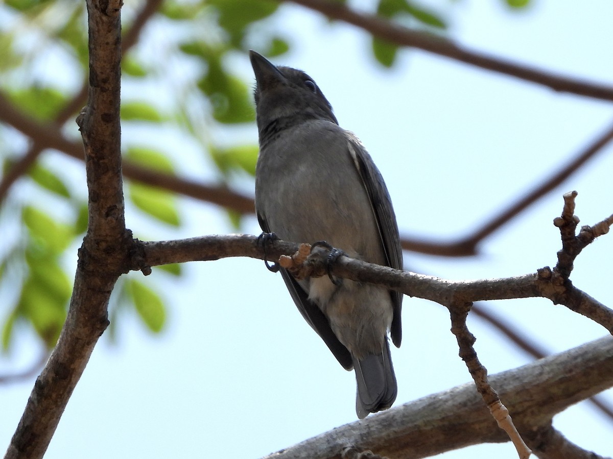 Rose-throated Becard - ML645553038