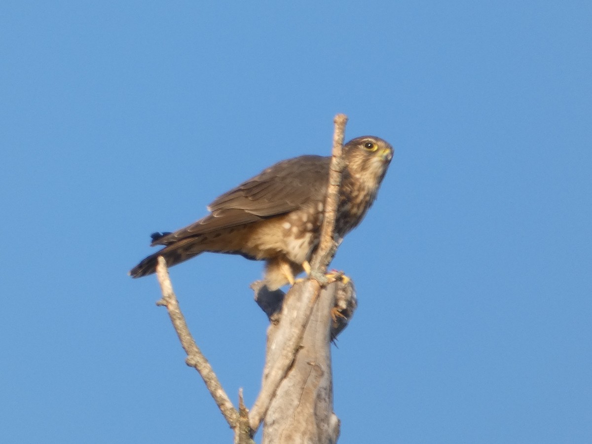 Merlin - ML645553040