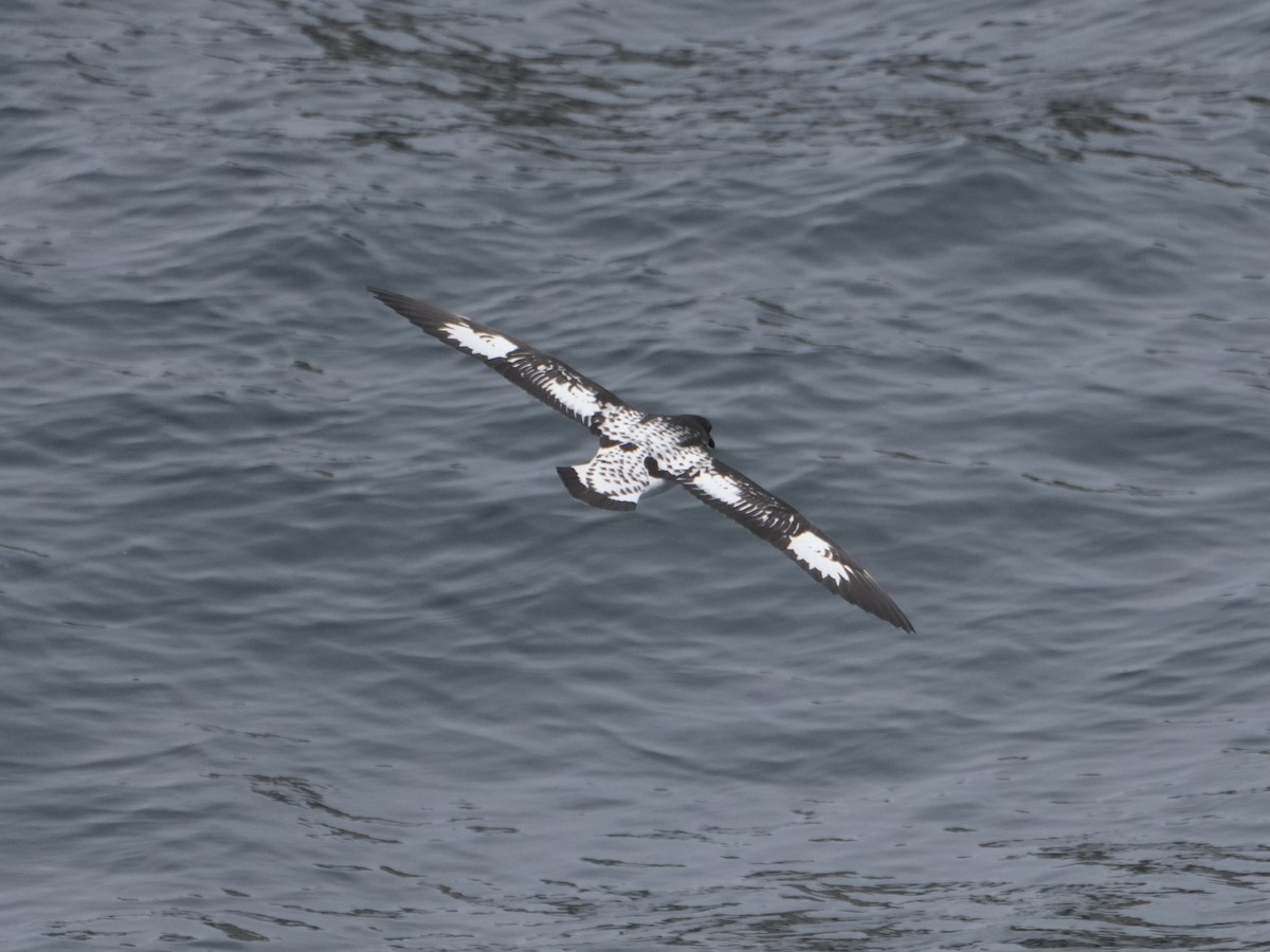 Pintado Petrel - ML645553041