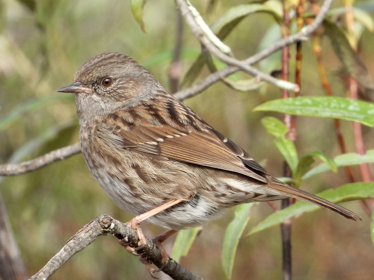 Dunnock - ML645553042
