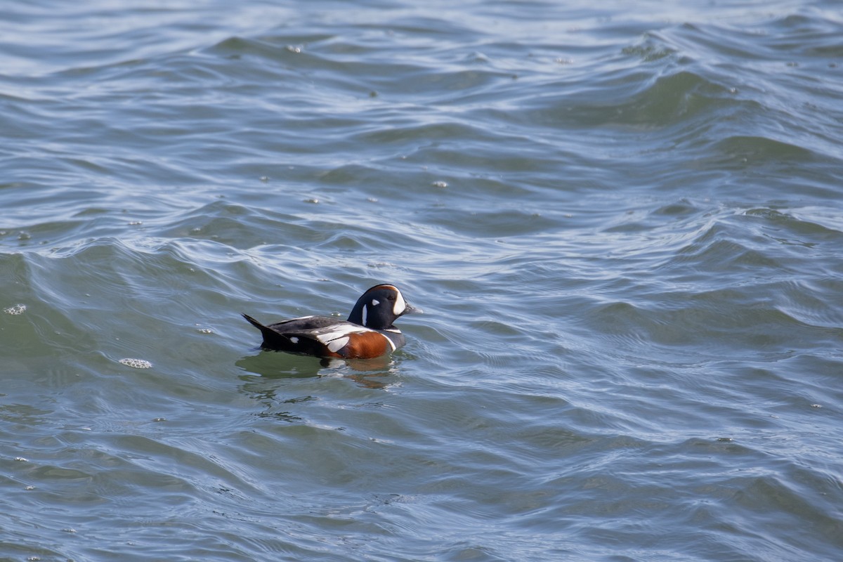 Harlequin Duck - ML645553045