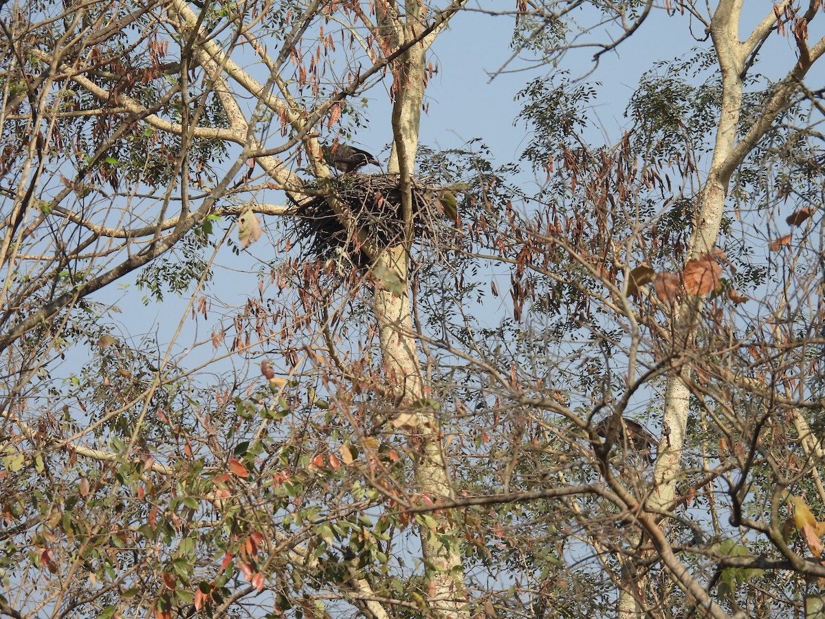 Crested Serpent-Eagle - ML645553047