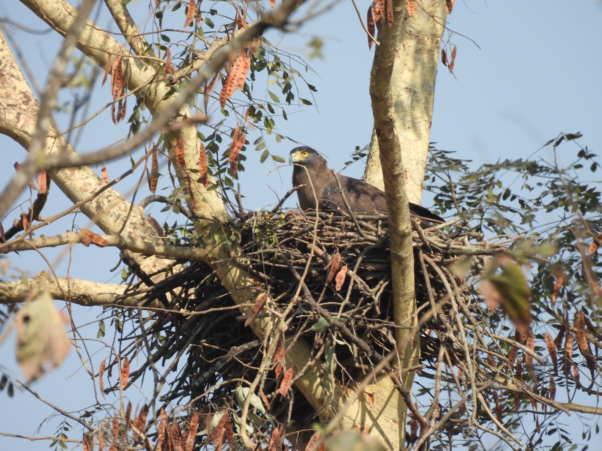 Crested Serpent-Eagle - ML645553048