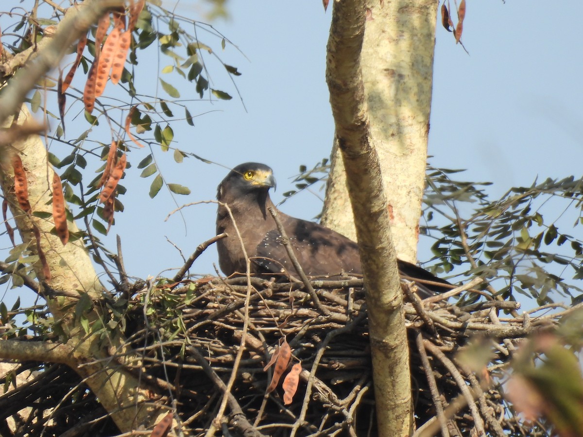 Crested Serpent-Eagle - ML645553049