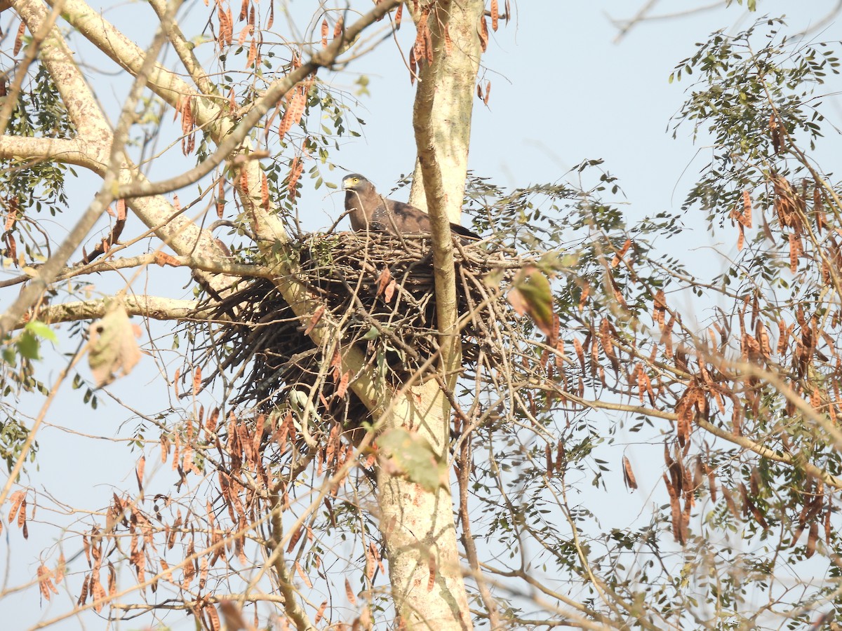 Crested Serpent-Eagle - ML645553050