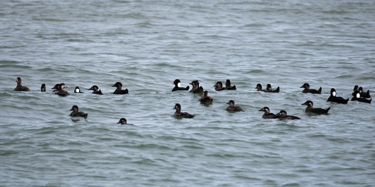 Surf Scoter - ML645553053