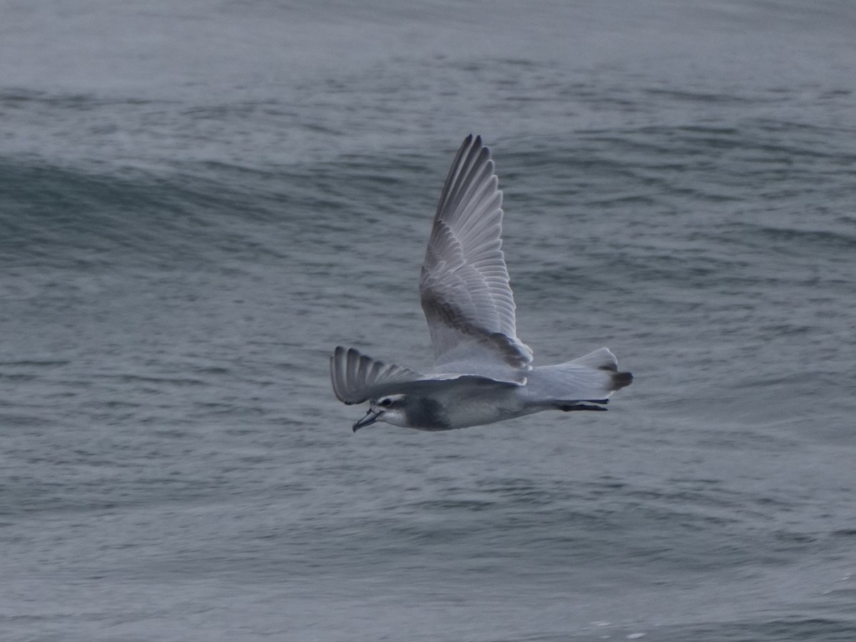 Antarctic Prion - ML645553054