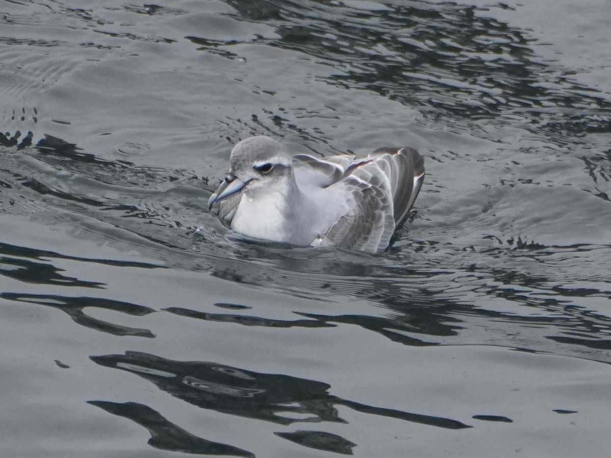Antarctic Prion - ML645553055