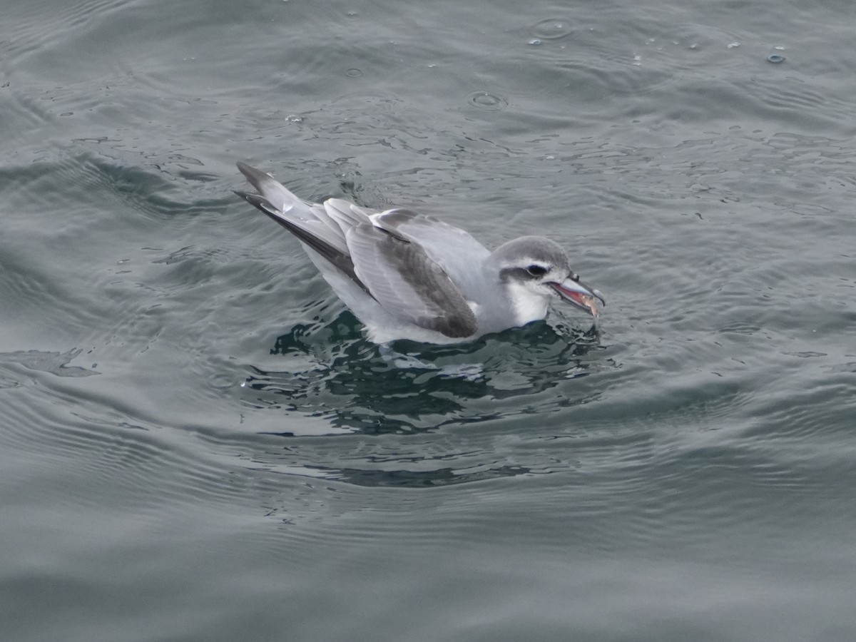 Antarctic Prion - ML645553056
