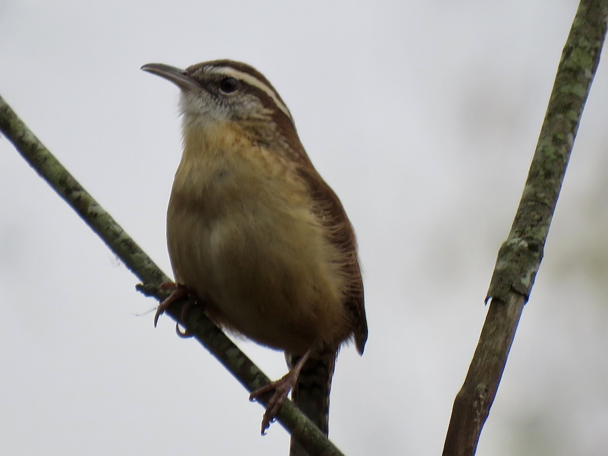 Carolina Wren - ML645553060