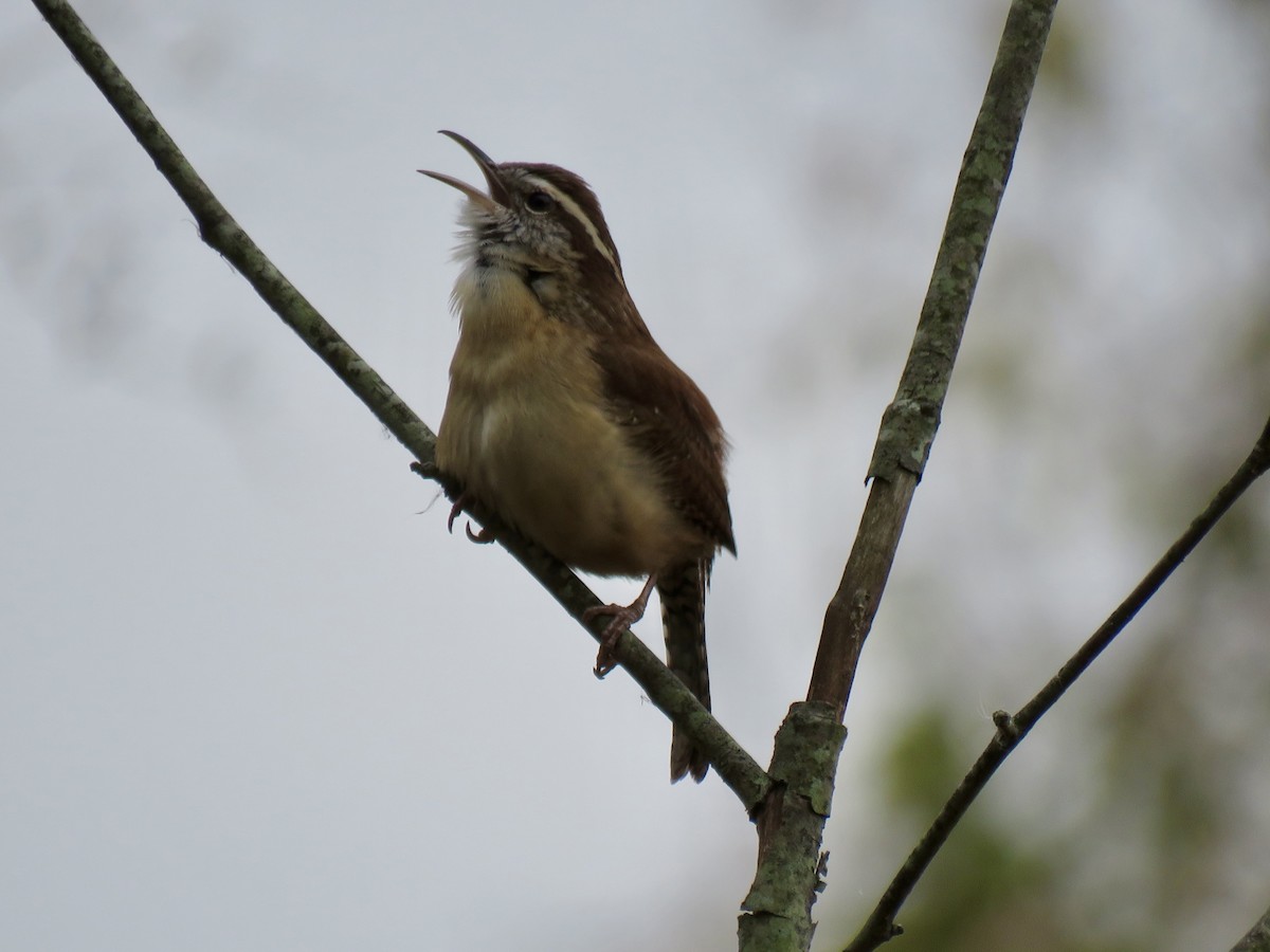 Carolina Wren - ML645553061