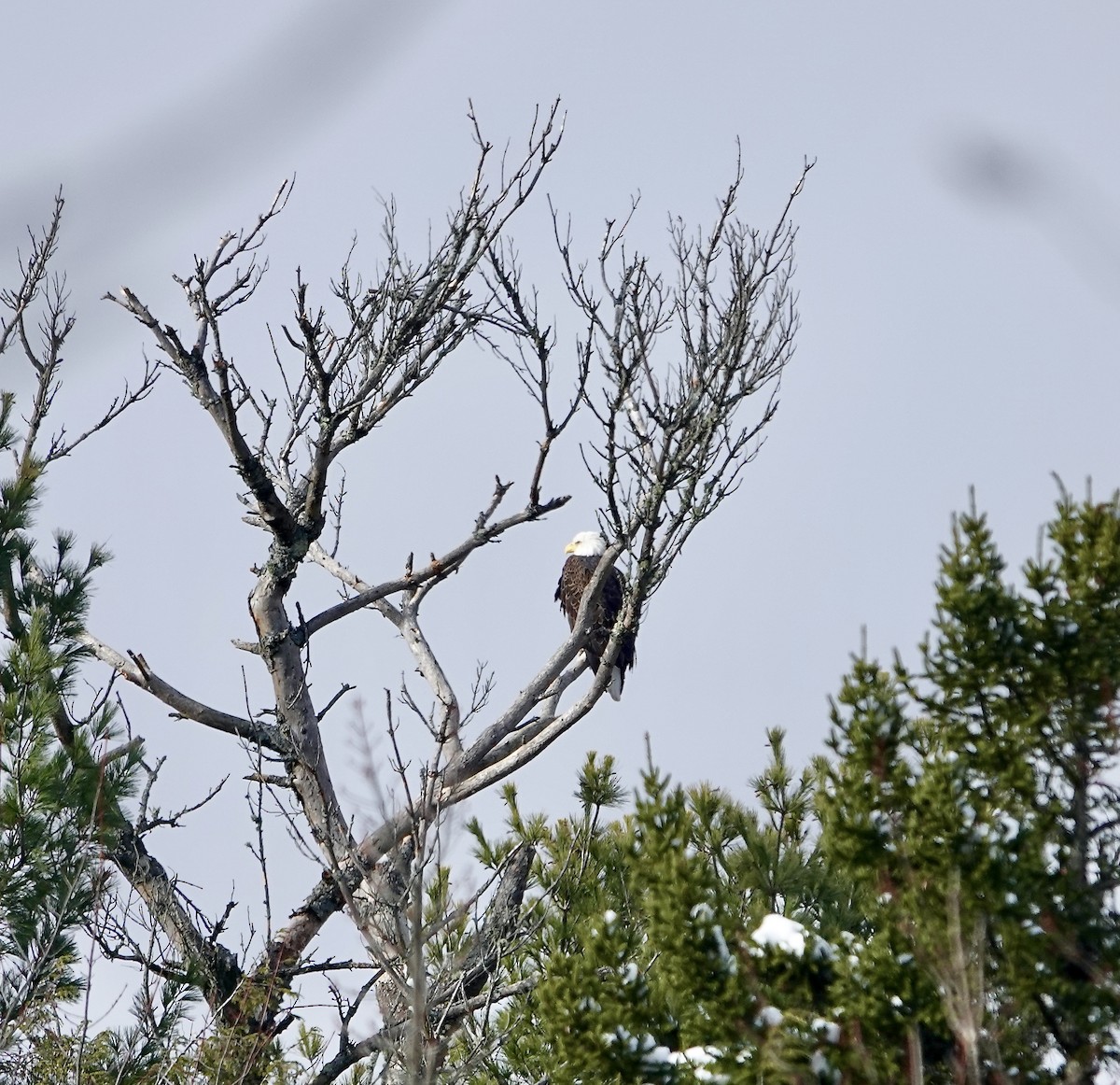 Bald Eagle - ML645553069