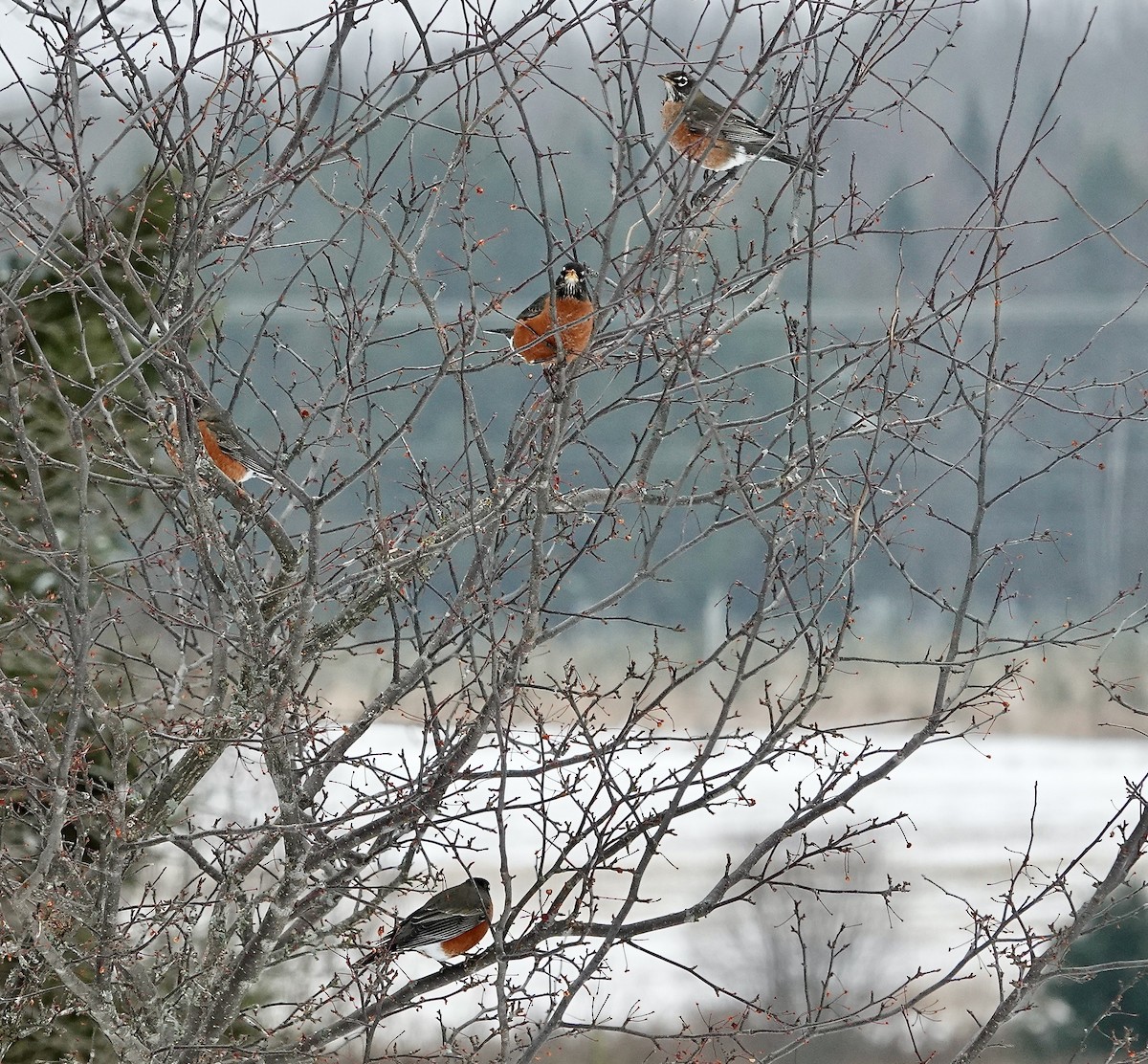 American Robin - ML645553080
