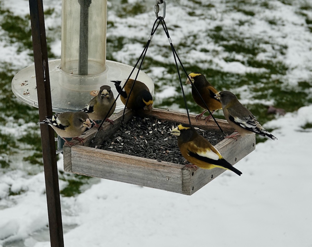 Evening Grosbeak - ML645553087