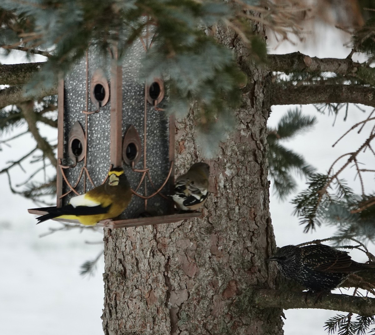 Evening Grosbeak - ML645553088