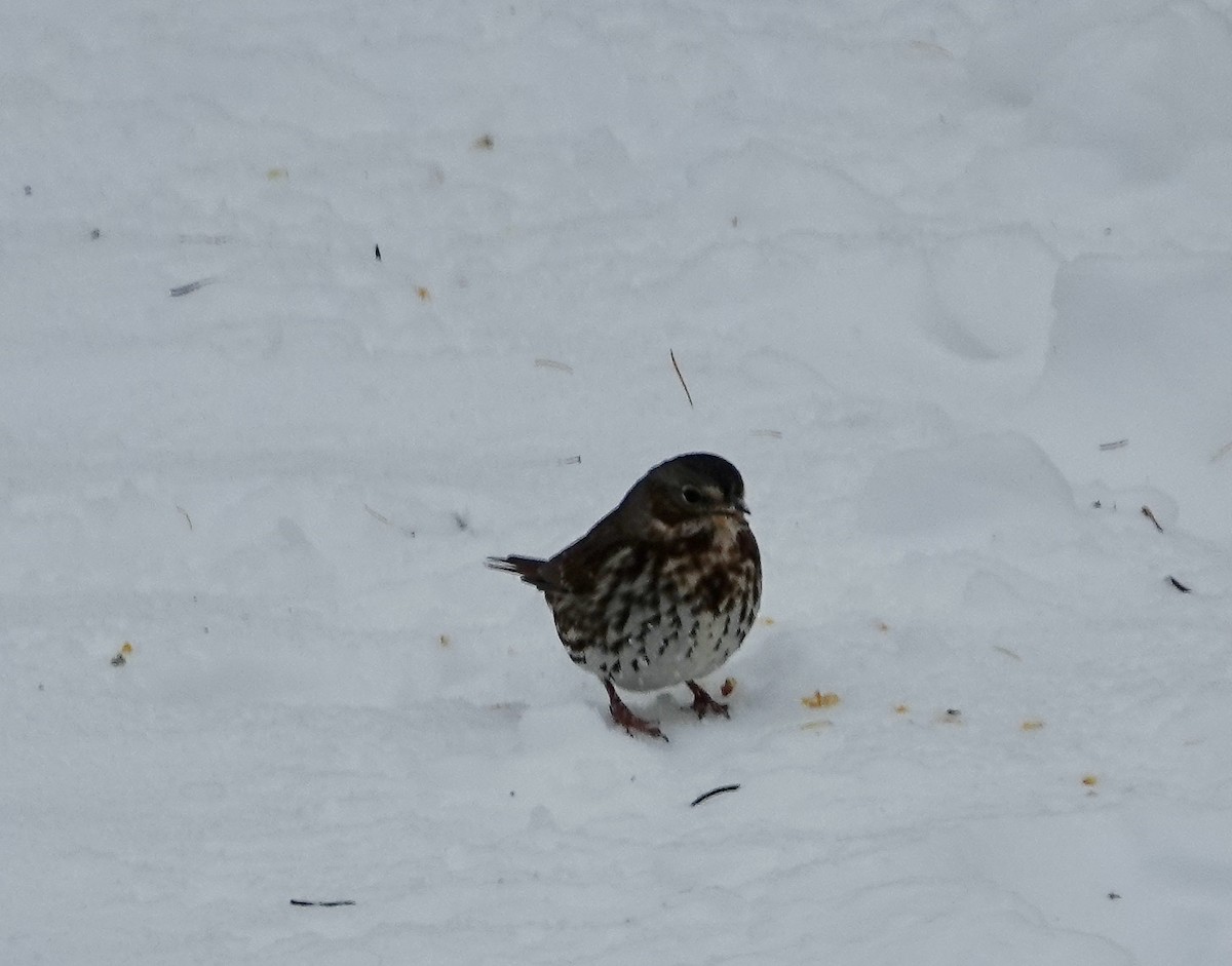 Fox Sparrow - ML645553097