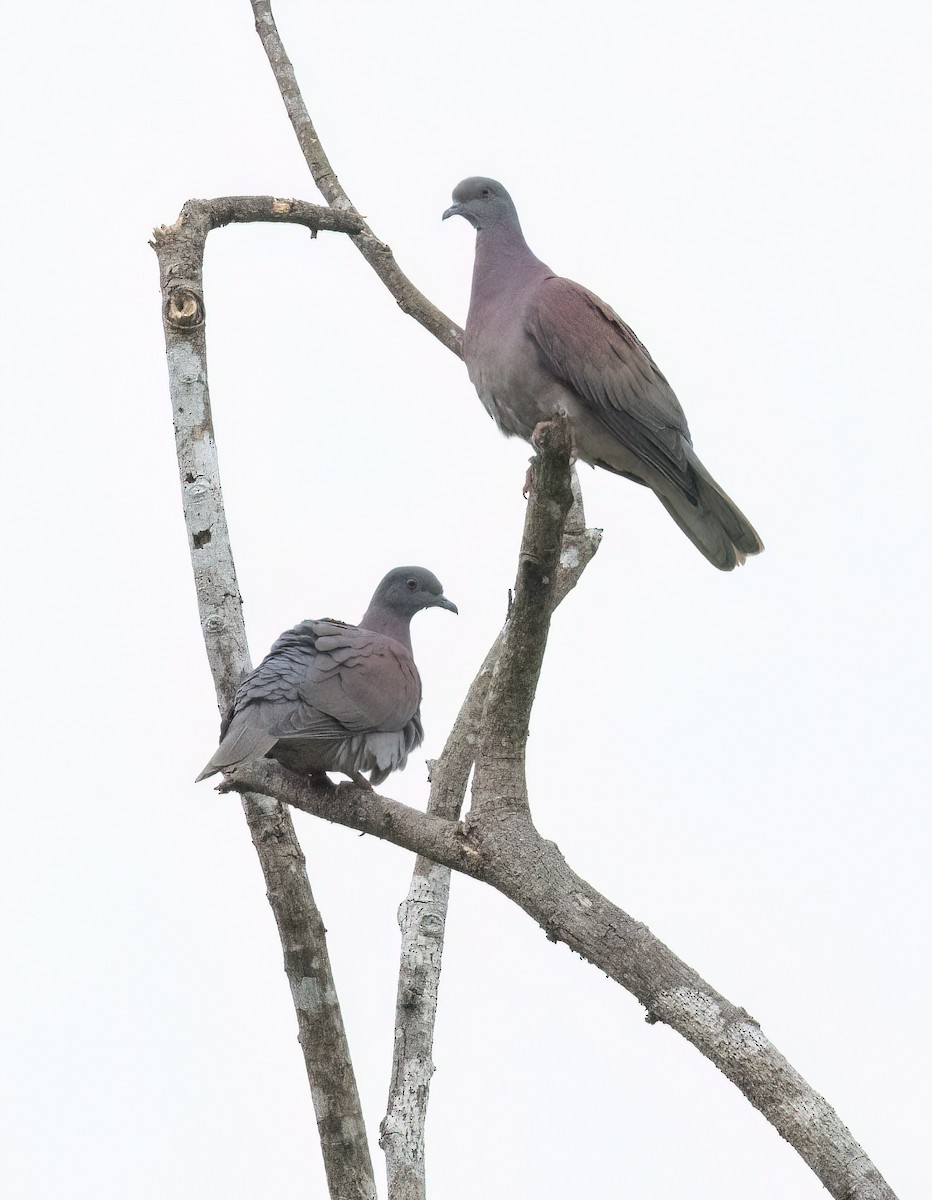 Paloma Colorada - ML645553100