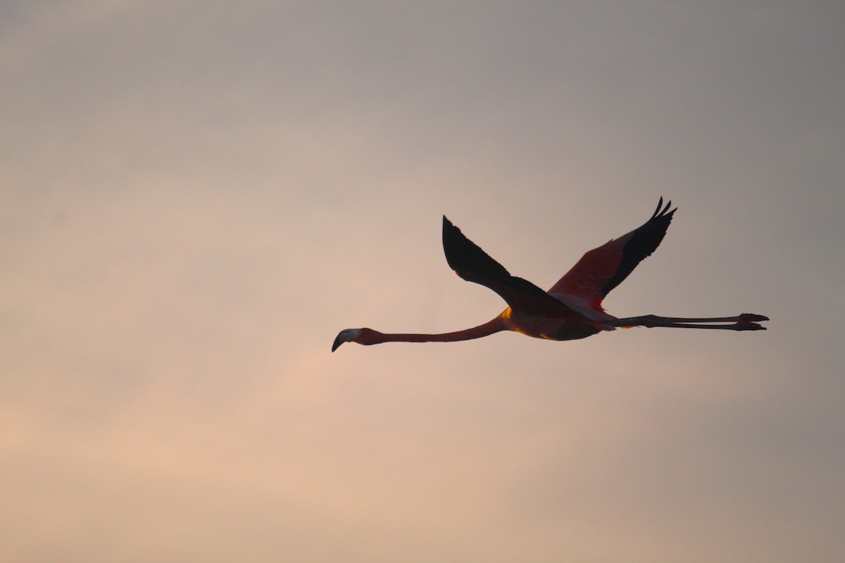 American Flamingo - ML645553105
