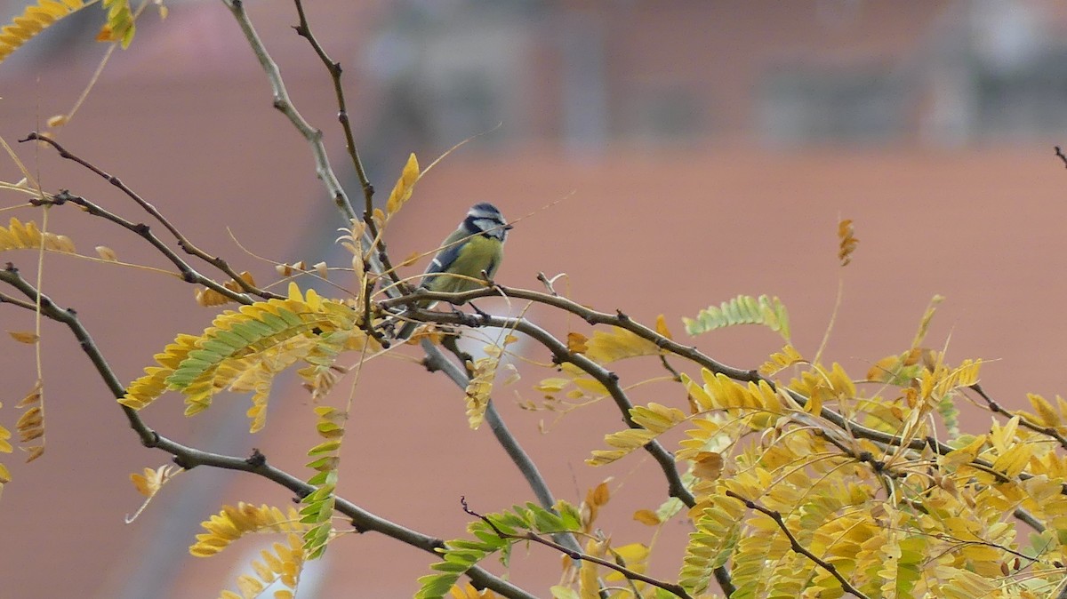 Eurasian Blue Tit - ML645553106