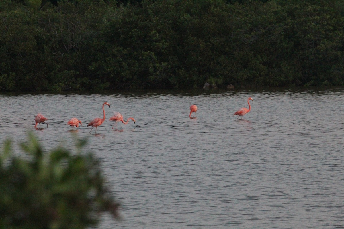American Flamingo - ML645553111