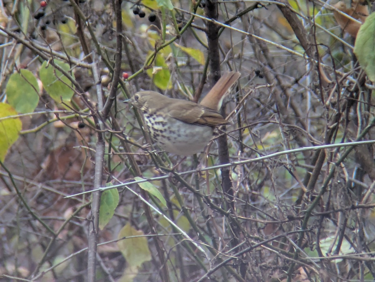 Hermit Thrush - ML645553117