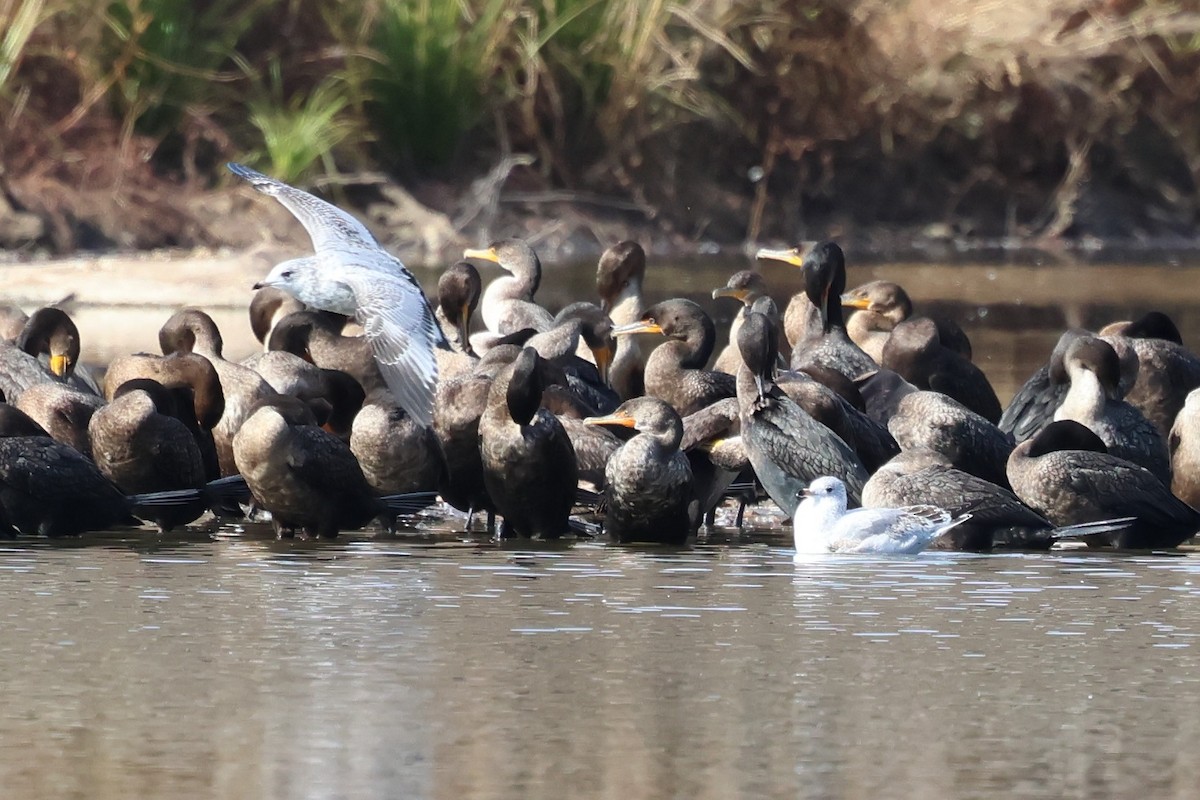 Double-crested Cormorant - ML645553123