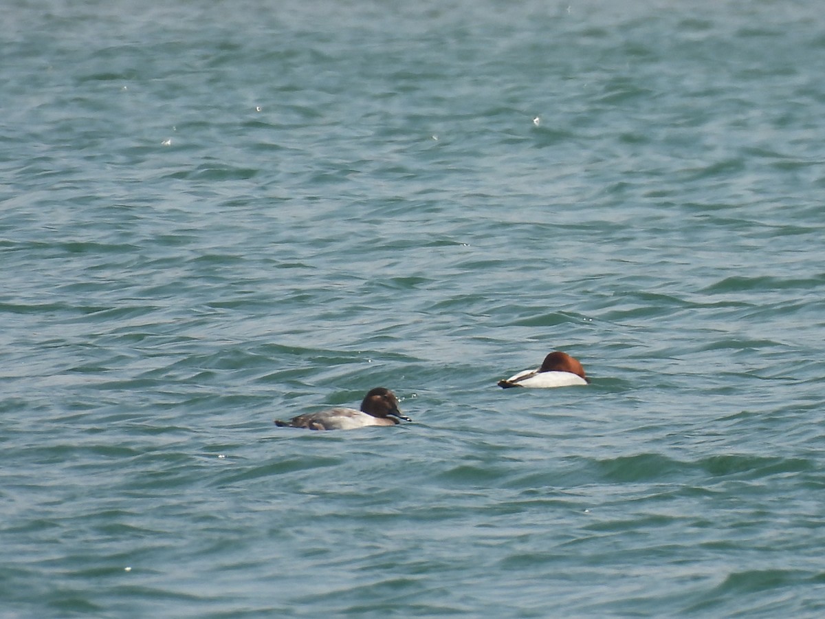 taffeland - ML645553124