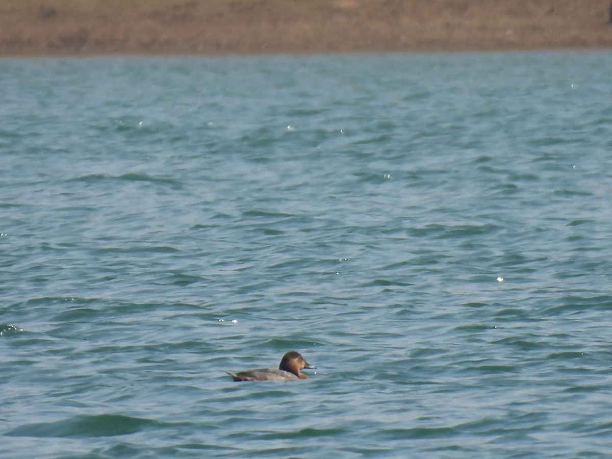 taffeland - ML645553125