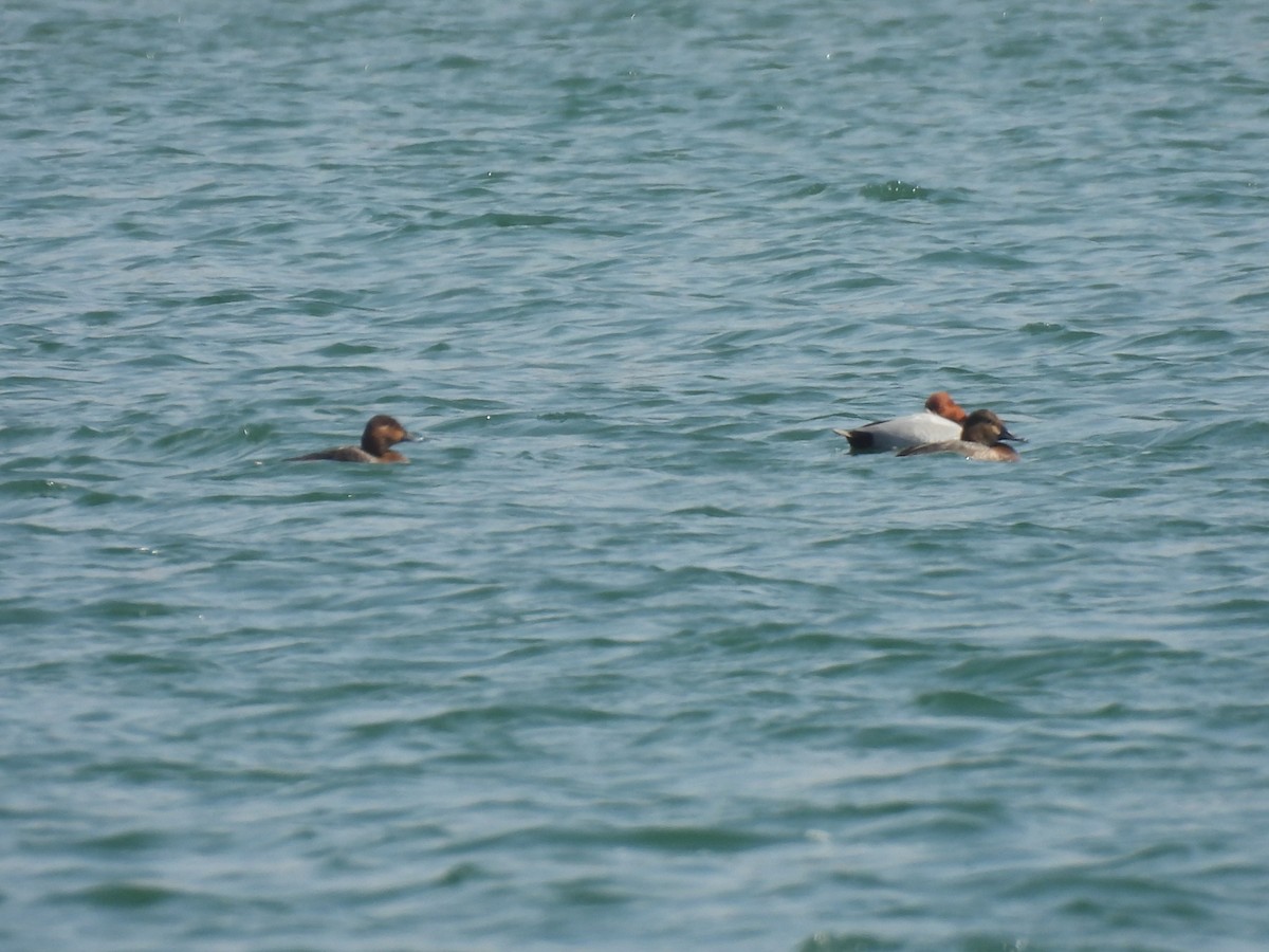 taffeland - ML645553126