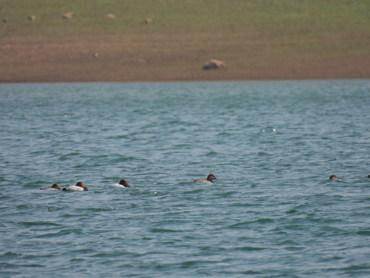 taffeland - ML645553127