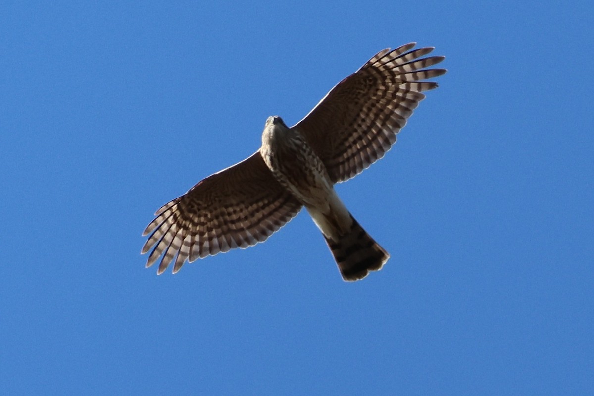 Sharp-shinned Hawk - ML645553129