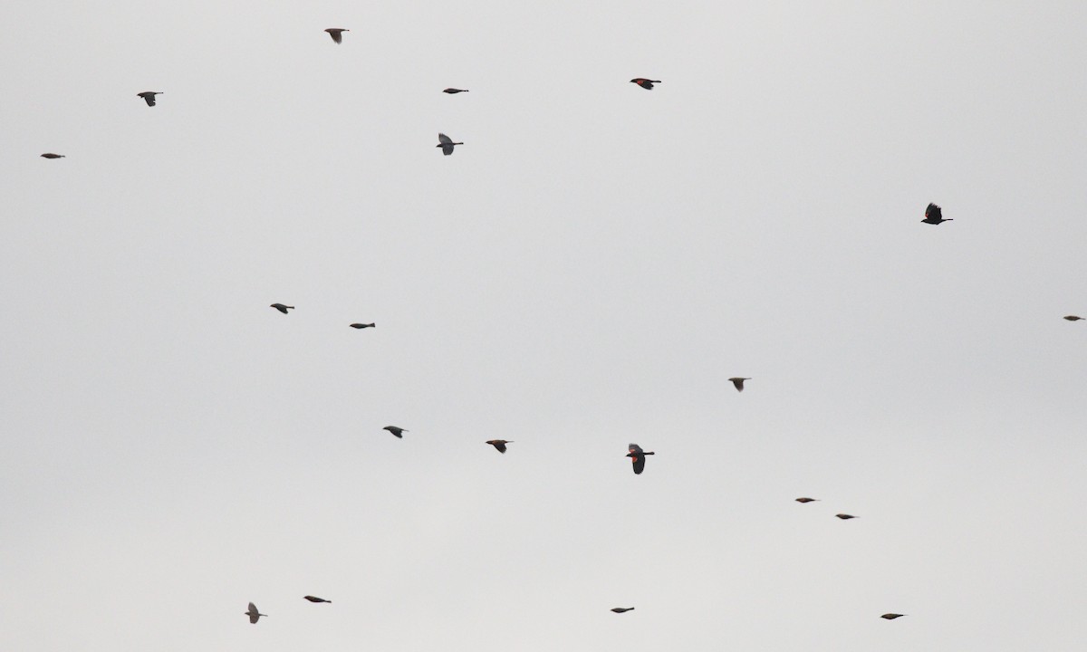 rødvingetrupial - ML645553134