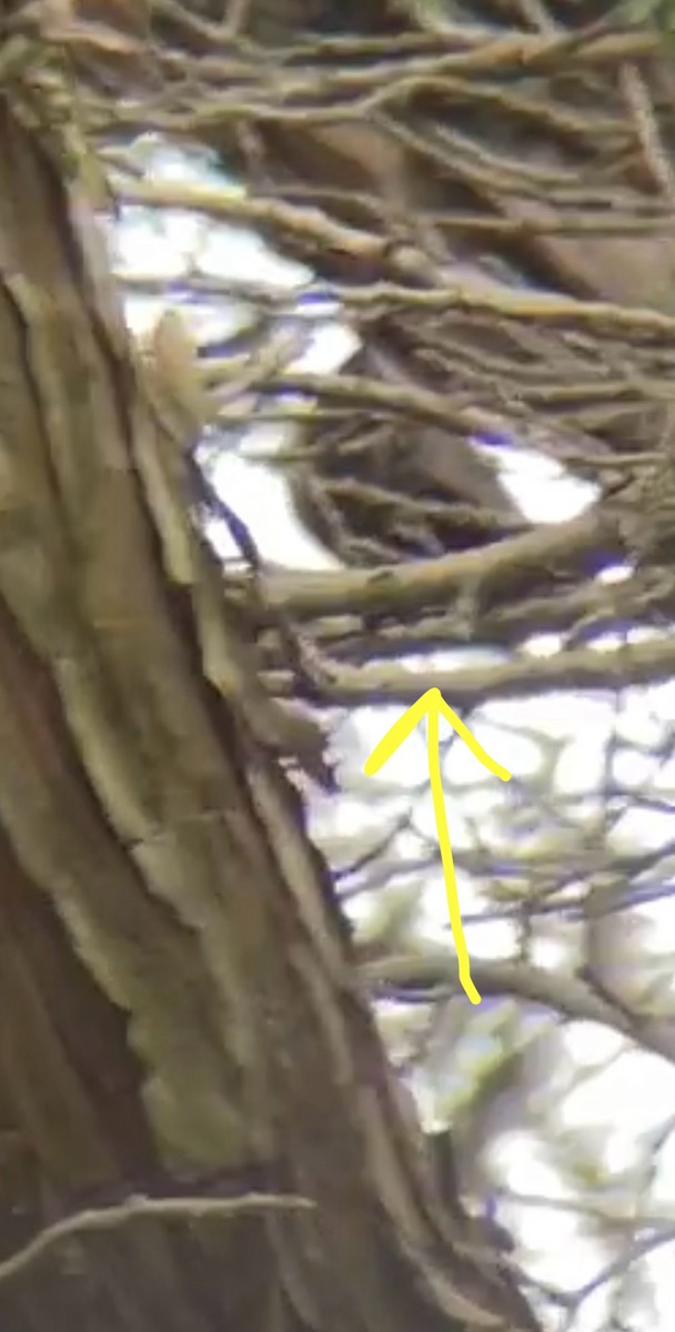 amerikatrekryper - ML645553137