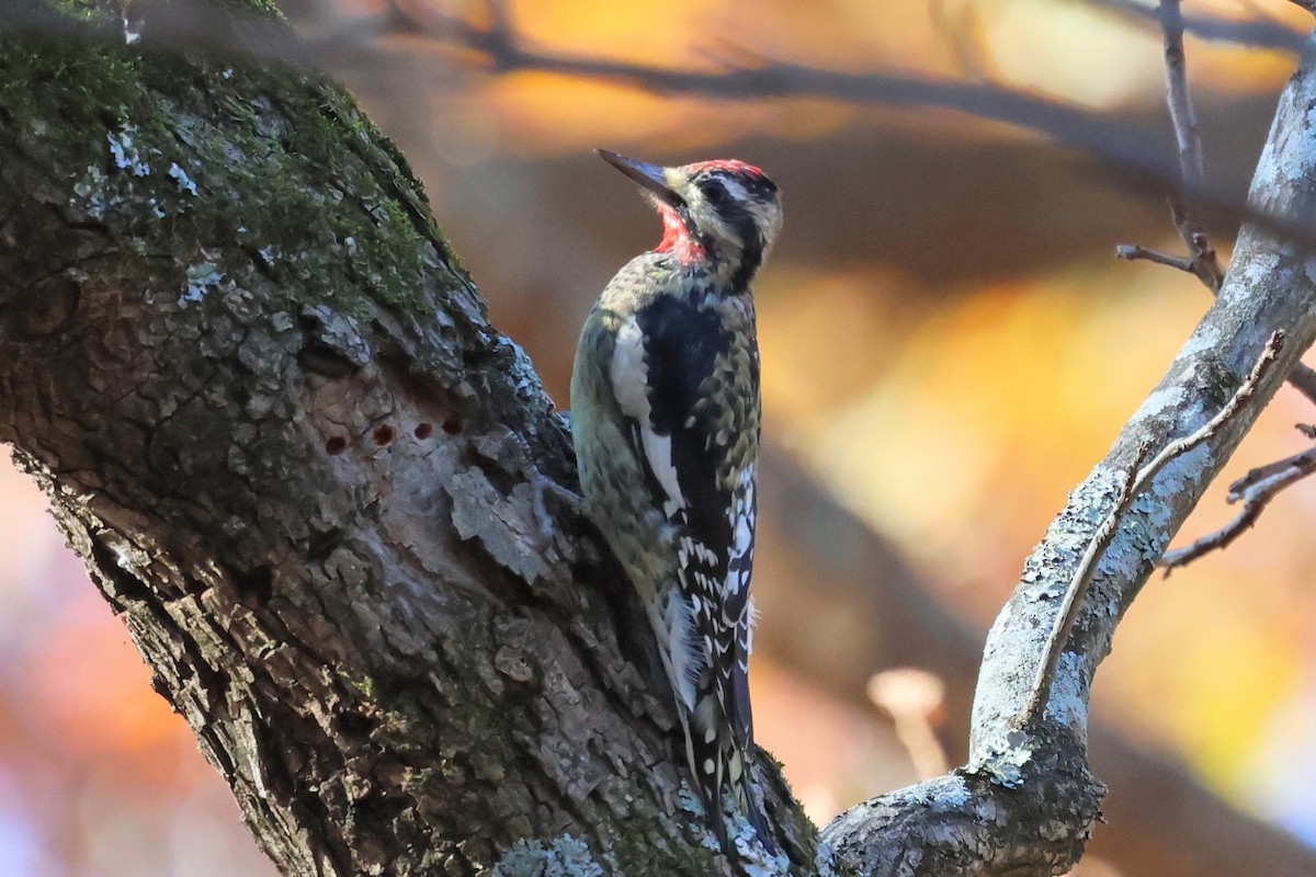 kanadasevjespett - ML645553138