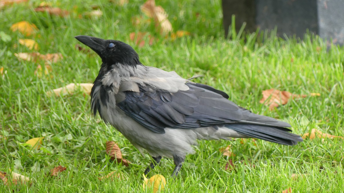 kråke (cornix gr.) - ML645553139