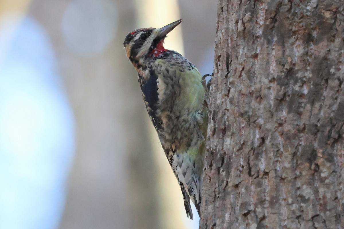 kanadasevjespett - ML645553140