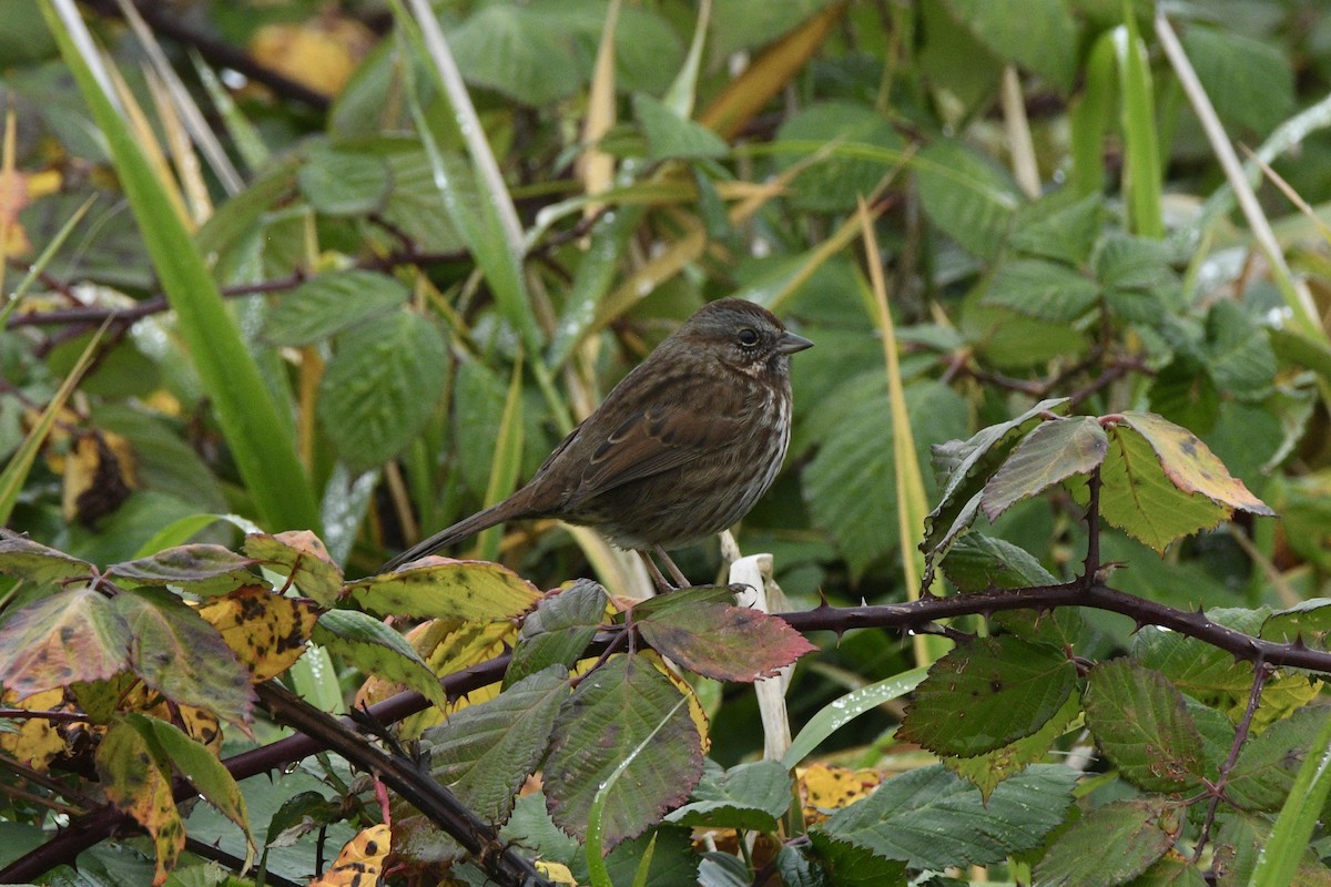 sangspurv - ML645553141