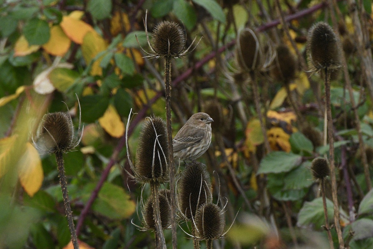 husrosenfink - ML645553144