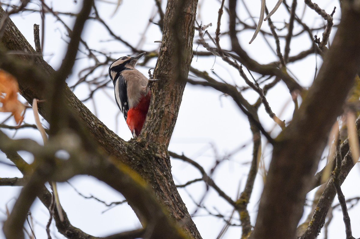 flaggspett - ML645553149