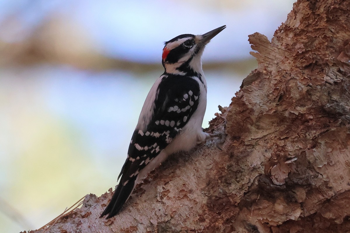 hårspett - ML645553151