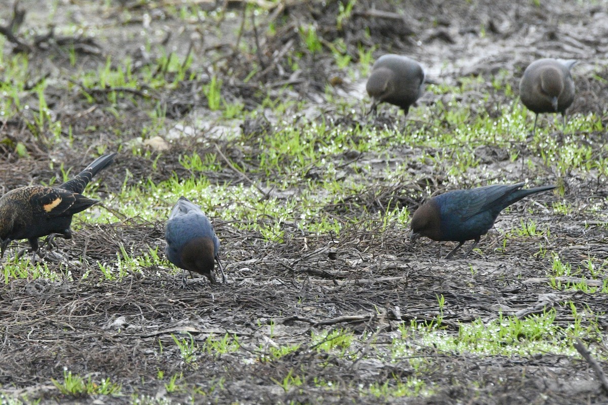 brunhodetrupial - ML645553152