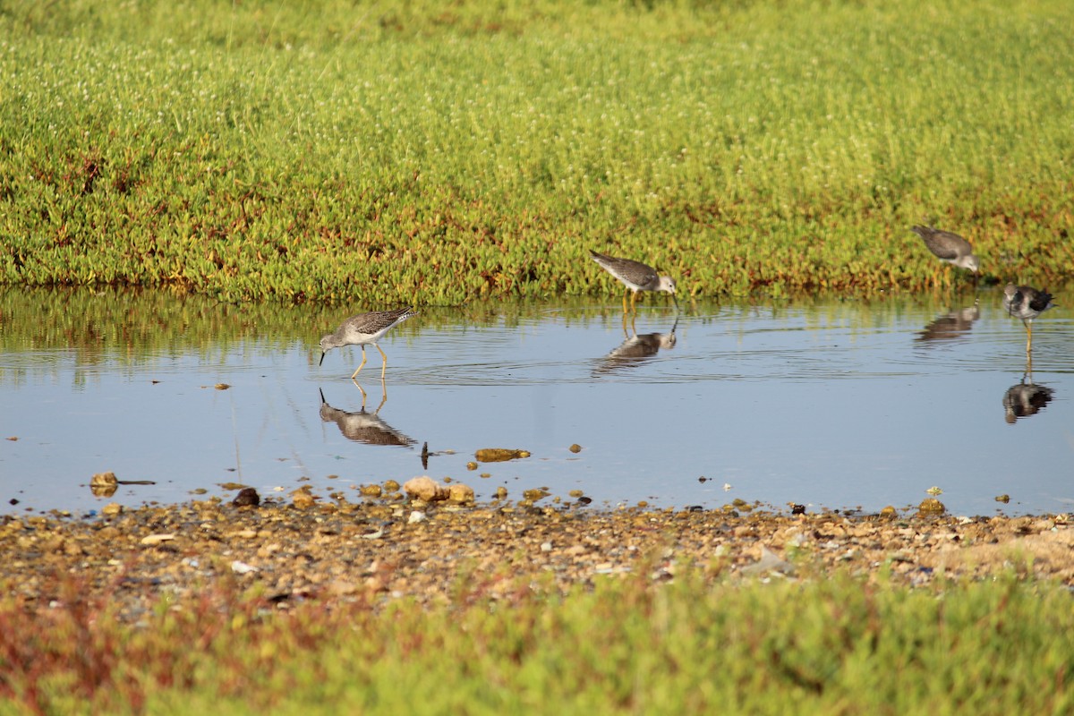 gulbeinsnipe - ML645553155