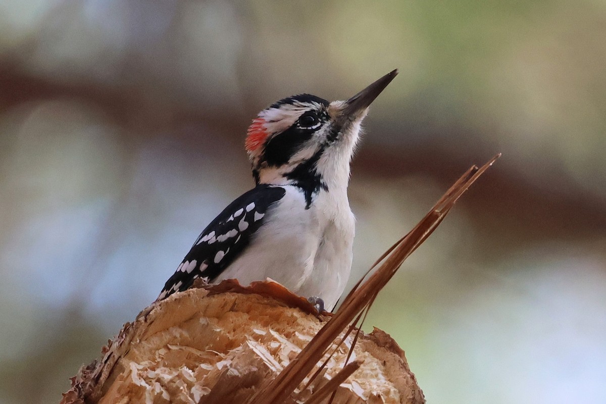 hårspett - ML645553156