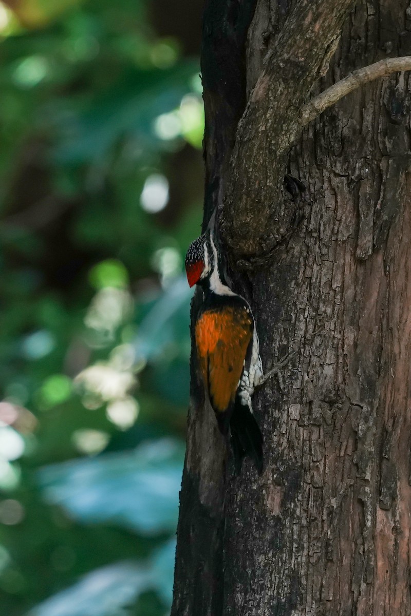 bengalspett - ML645553161