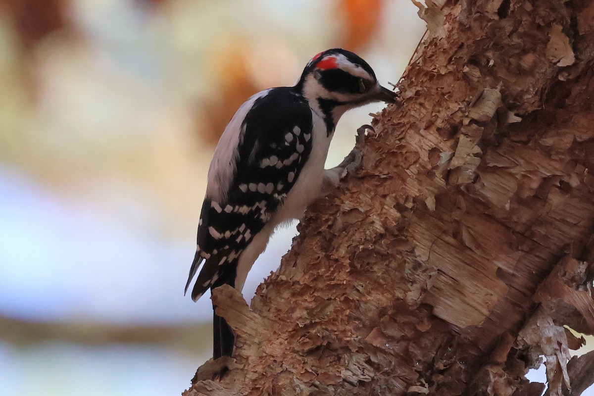 Hairy Woodpecker - ML645553164