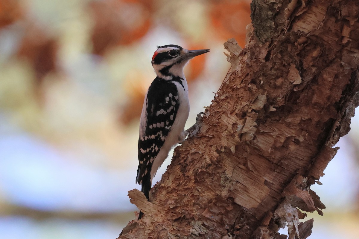 Hairy Woodpecker - ML645553165