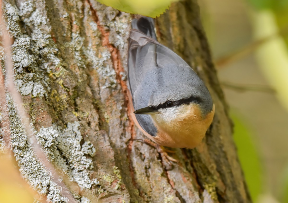 rødtoppfuglekonge - ML645553171